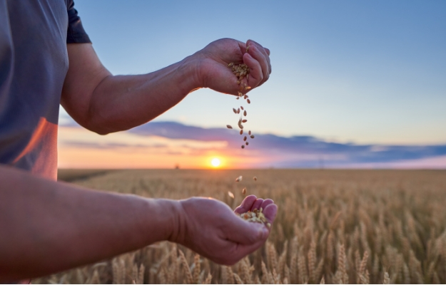 man pouring whole grain weat into his hand in a field